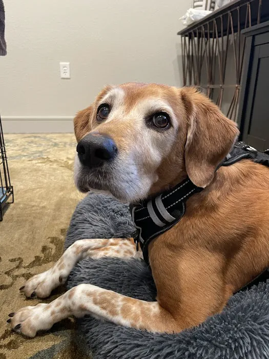 Barker Cypress Animal Clinic Picture 2