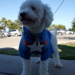Vetco Vaccination Clinic