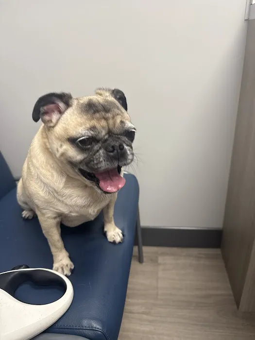 Livewell Animal Hospital of Cypress Picture 2