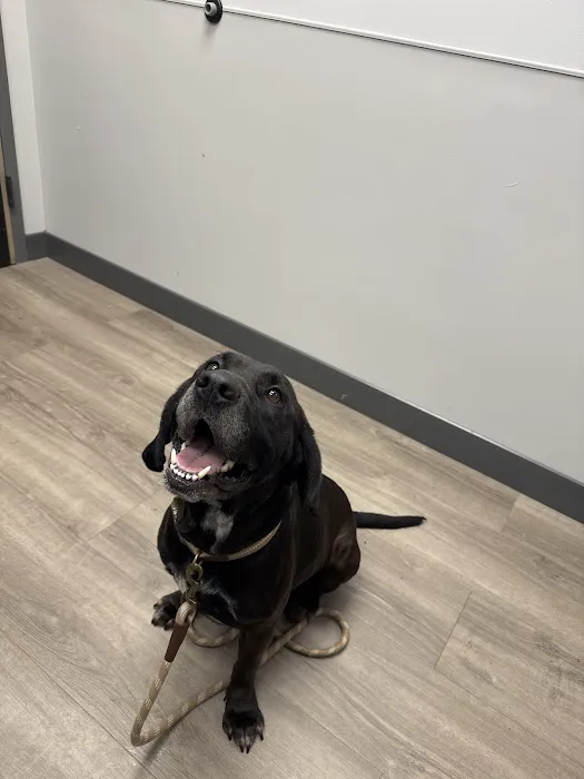 Livewell Animal Hospital of Cypress Picture 6