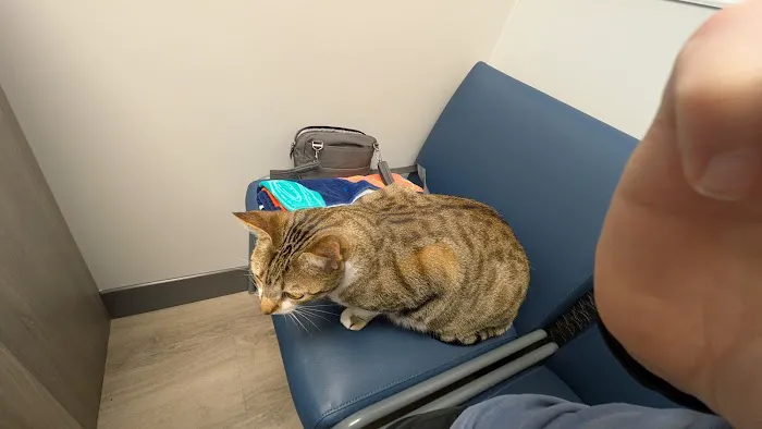 Livewell Animal Hospital of Cypress Picture 7