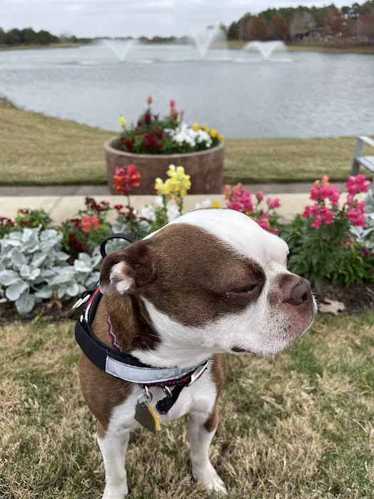 HealthySmiles Pet Dental Picture 5