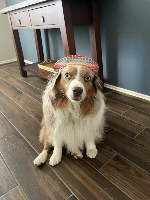 HealthySmiles Pet Dental Picture 10