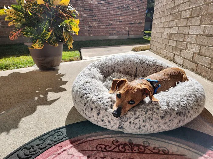 HealthySmiles Pet Dental Picture 9