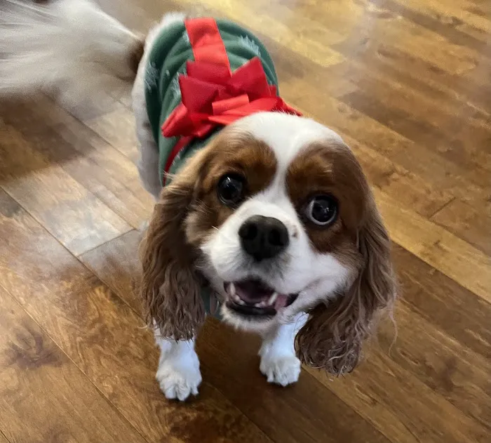 HealthySmiles Pet Dental Picture 1