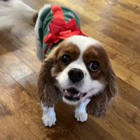 HealthySmiles Pet Dental ico