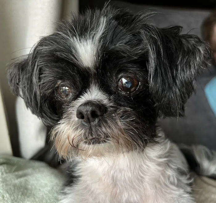HealthySmiles Pet Dental Picture 6