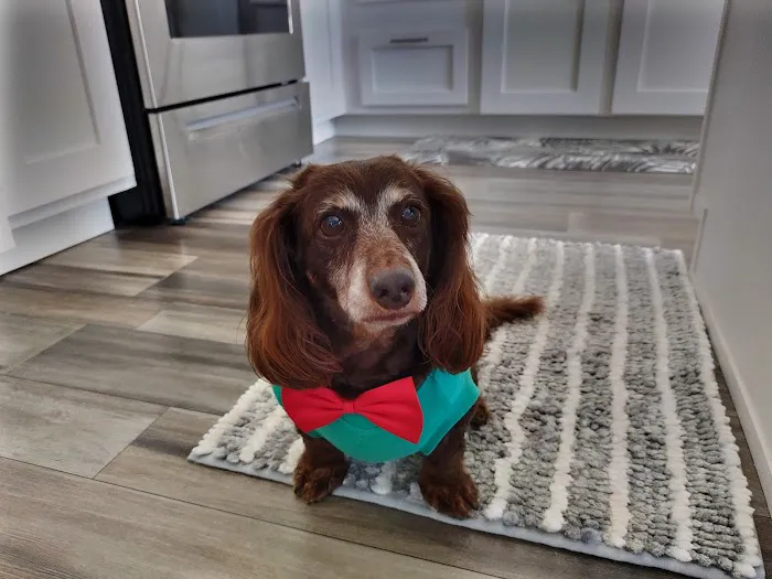 HealthySmiles Pet Dental Picture 3