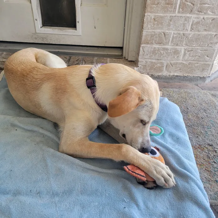 Lone Star Veterinary Hospital Picture 7