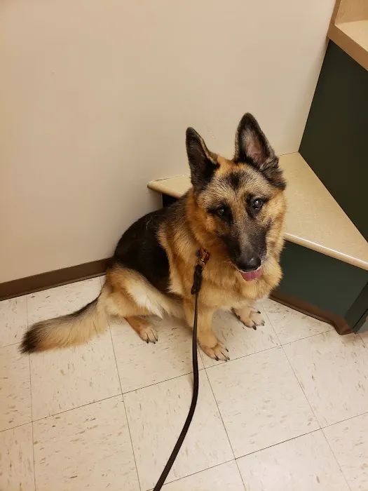 Lone Star Veterinary Hospital Picture 2
