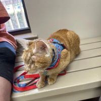 Lone Star Veterinary Hospital ico