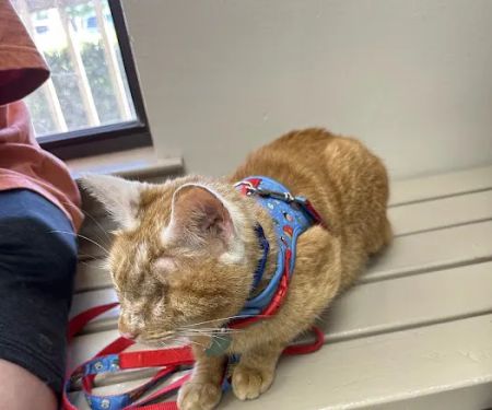 Lone Star Veterinary Hospital