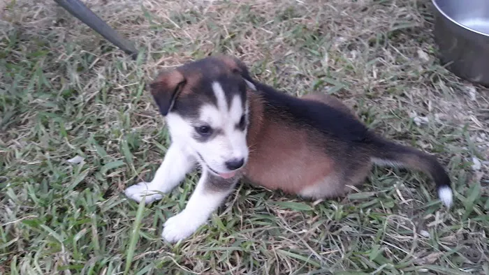Blackhorse Animal Hospital Picture 7