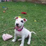 Healthy Pets USA
