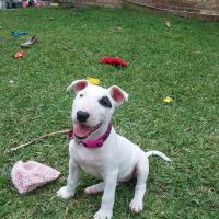 Healthy Pets USA ico