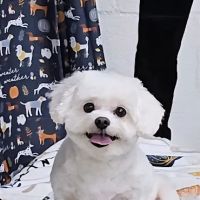 Oak Ridge Animal Clinic ico