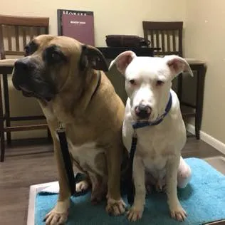 Oak Ridge Animal Clinic Picture 5