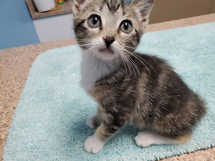 Oak Ridge Animal Clinic Picture 6