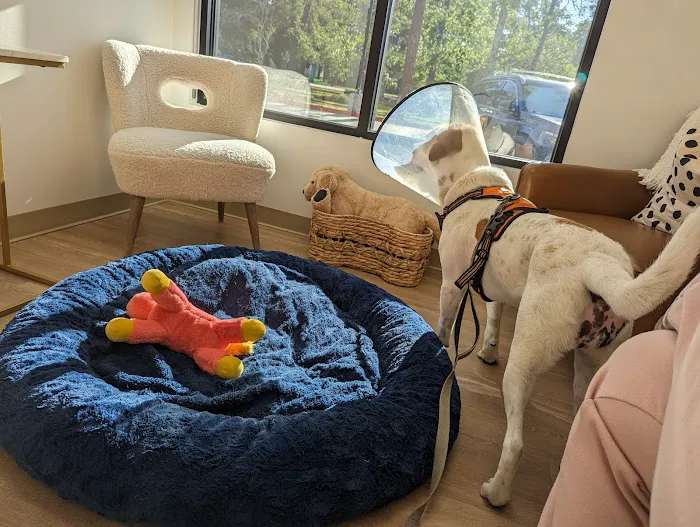 The Woodlands Animal Cancer and Referral Center Picture 9