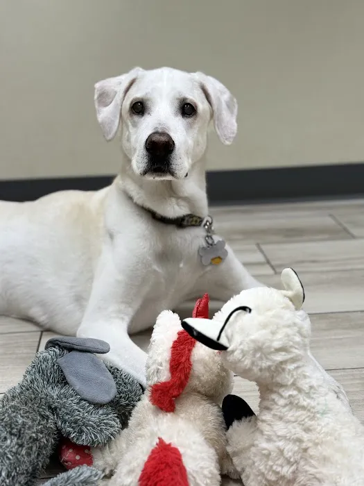 Veterinary Medical Center of The Woodlands Picture 1