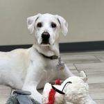 Veterinary Medical Center of The Woodlands