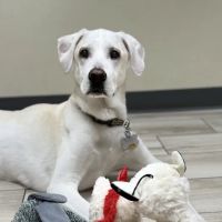 Veterinary Medical Center of The Woodlands ico