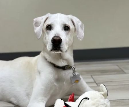 Veterinary Medical Center of The Woodlands