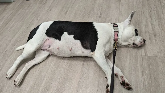 Harmony Pet Clinic Picture 10