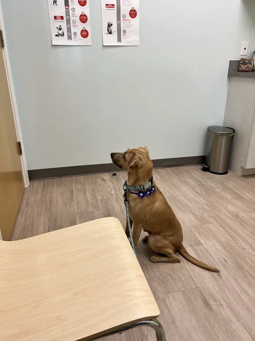 Harmony Pet Clinic Picture 8