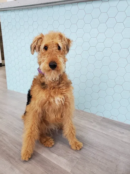 South Creek Animal Clinic Picture 5