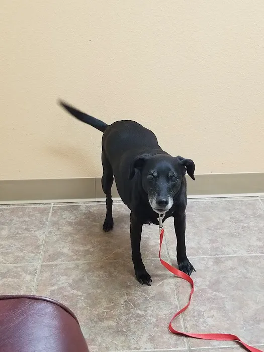 Angel's Pet Hospital Picture 2