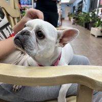 Angel's Pet Hospital ico