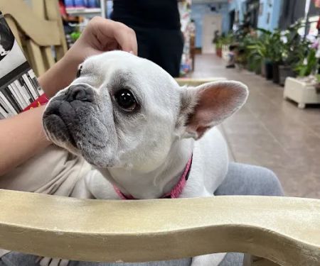 Angel's Pet Hospital