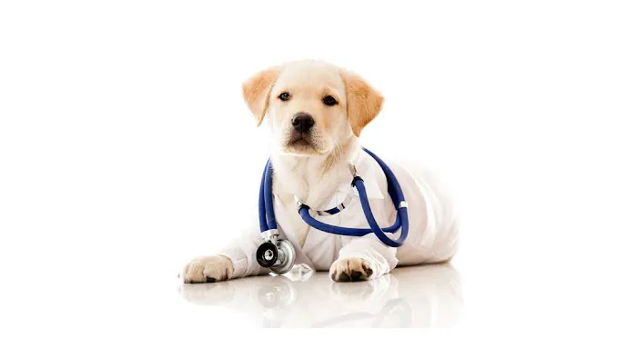 Angel's Pet Hospital Picture 7
