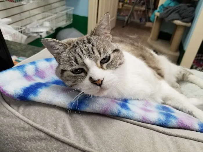 Angel's Pet Hospital Picture 10