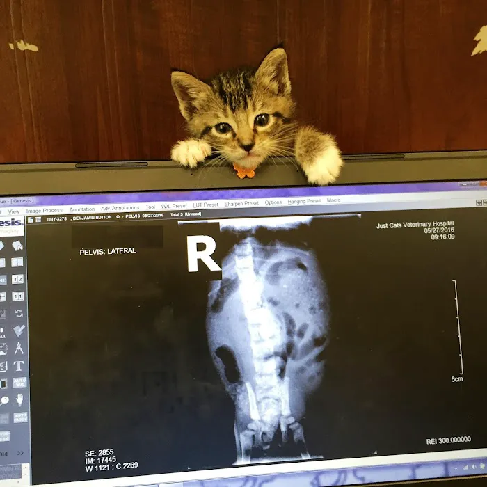 Just Cats Veterinary Services Picture 3