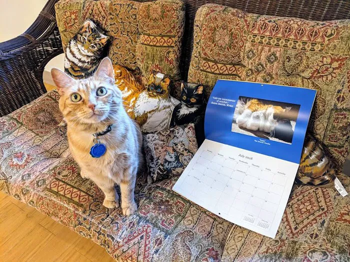 Just Cats Veterinary Services Picture 9