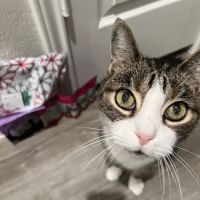 Just Cats Veterinary Services ico
