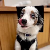 Northpointe Animal Hospital ico