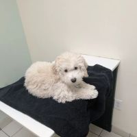 Elmer Phillip DVM ico