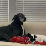 Porter Animal Hospital