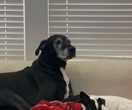 Porter Animal Hospital