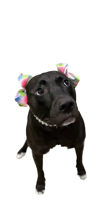 Porter Animal Hospital Picture 3