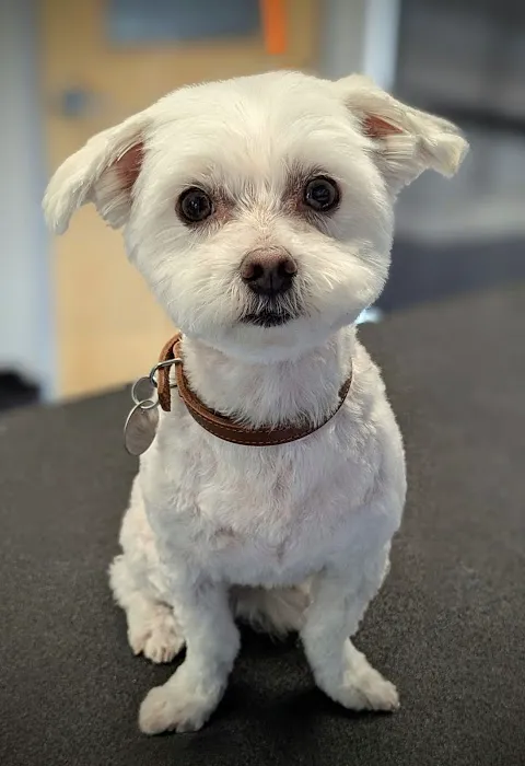 CityVet | Kingwood Veterinary Clinic & Urgent Care Picture 2
