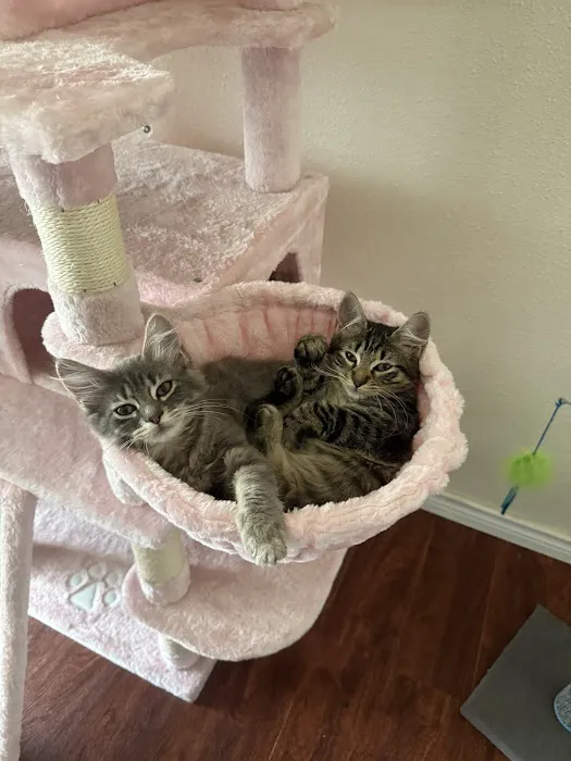 CityVet | Kingwood Veterinary Clinic & Urgent Care Picture 4