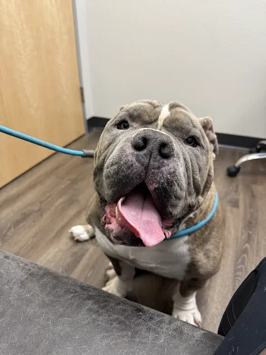 CityVet | Kingwood Veterinary Clinic & Urgent Care Picture 3