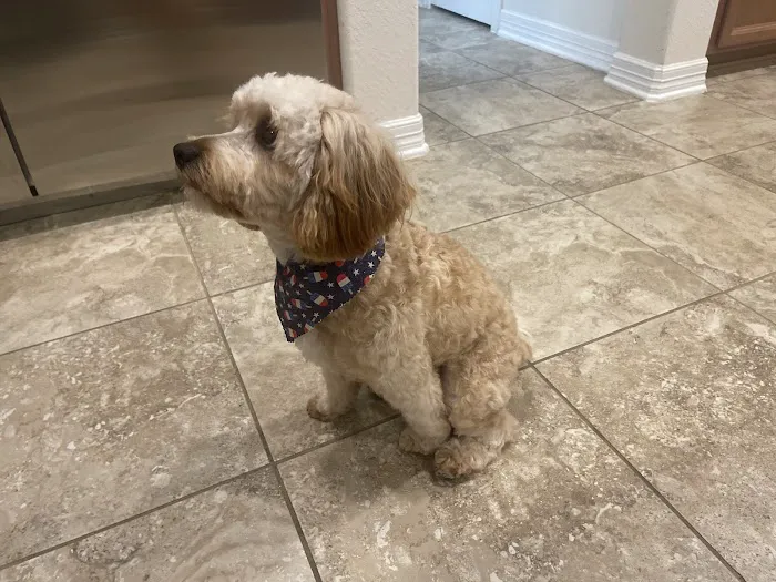 CityVet | Kingwood Veterinary Clinic & Urgent Care Picture 1