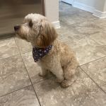 CityVet | Kingwood Veterinary Clinic & Urgent Care