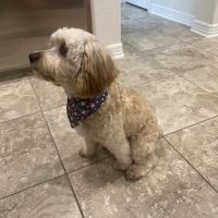 CityVet | Kingwood Veterinary Clinic & Urgent Care ico