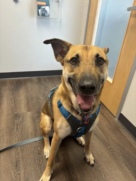 CityVet | Kingwood Veterinary Clinic & Urgent Care Picture 5